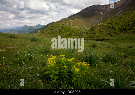 Euforbia irlandese (Euphorbia hyberna) San Glorio pass (Puerto de San Glorio) a 1600m; Picos de Europa, Spagna, Europa Foto Stock
