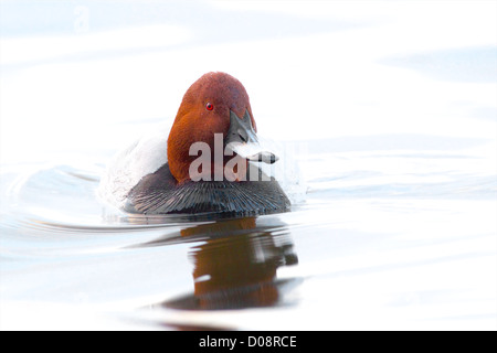 Pochard maschio a WWT Welney Foto Stock