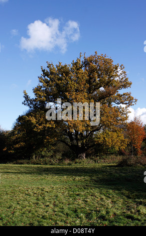 QUERCUS ROBUR. Antica quercia PENDUNCULATE nella foresta di Hatfield Essex. Foto Stock