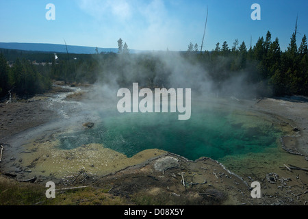 Molla di smeraldo, Norris Geyser Basin, il Parco Nazionale di Yellowstone, Wyoming USA Foto Stock
