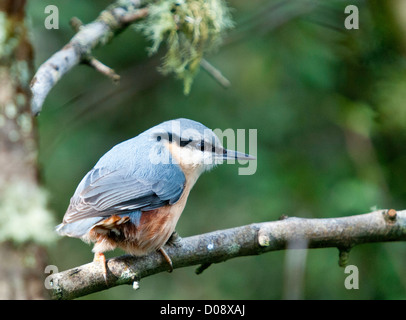 Un picchio muratore, Sitta europaea, su un ramo Foto Stock