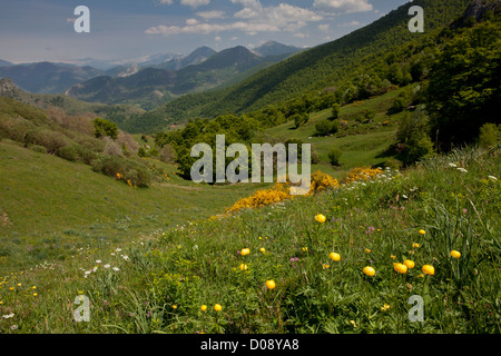 Alta pascoli fioriti, con globo fiori ecc. sulla San Glorio pass (Puerto de San Glorio) a 1600m; Picos de Europa, Spagna. Foto Stock