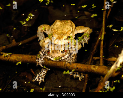 Il rospo comune ( Bufo bufo ) coniugata coppia in amplexus Foto Stock