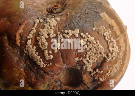 Anelli concentrici di marciume bruno (Sclerotinia fructigena) su caduti frutto di Apple Foto Stock