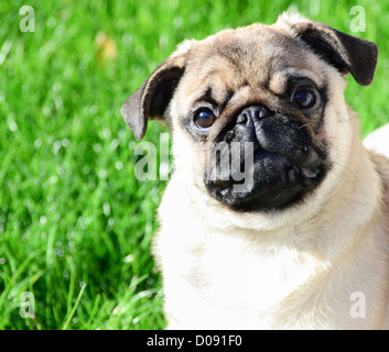 Carino pug ritratto contro erba verde Foto Stock