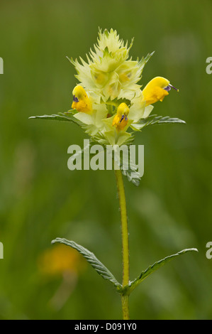 Maggiore Yellow-Rattle (Rhinanthus angustifolius)) in fiore, close-up, Picos de Europa, Spagna, Europa Foto Stock