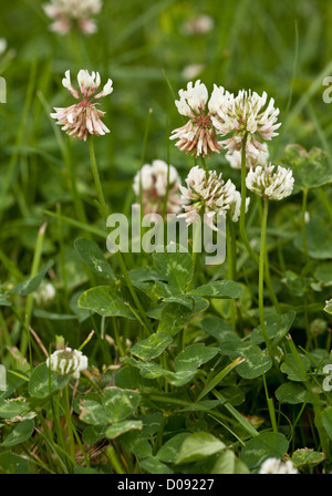 Trifoglio bianco (Trifolium repens) in fiore, close-up, in pascolo Foto Stock