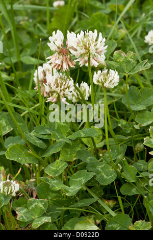 Trifoglio bianco (Trifolium repens) in fiore, close-up, in pascolo Foto Stock