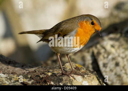 Robin in piedi sulle rocce in giardino Foto Stock