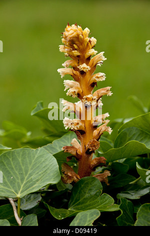 Ivy Succhiamele prataiolo (Orobanche hederae) sul parassita ivy, close-up Foto Stock