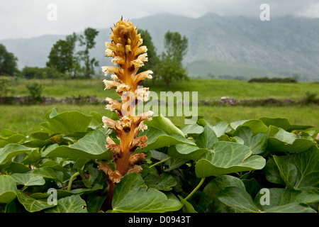 Ivy Succhiamele prataiolo (Orobanche hederae) sul parassita ivy, Picos de Europa, Europa Foto Stock