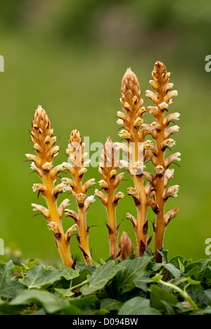 Ivy Succhiamele prataiolo (Orobanche hederae) sul parassita ivy, close-up Foto Stock