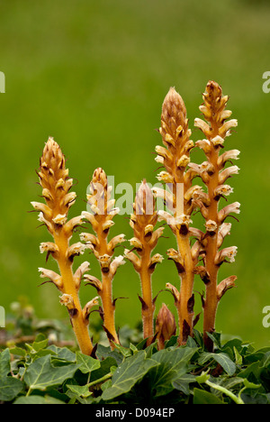 Ivy Succhiamele prataiolo (Orobanche hederae) sul parassita ivy, close-up Foto Stock