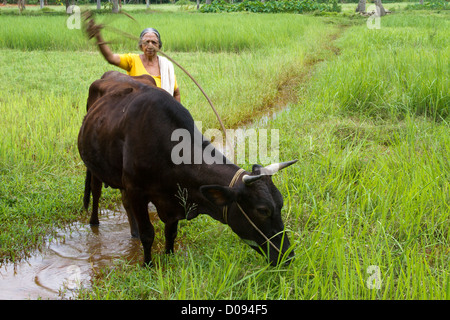 Donna Indiana con una mucca in un campo di riso NEDUNGOLAM KERALA India del sud Asia Foto Stock