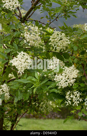 Comune di sambuco (Sambucus nigra) in fiore, in estate Foto Stock