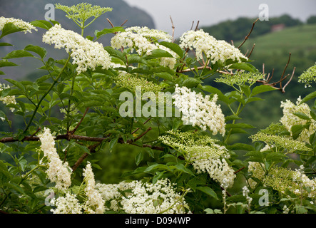 Comune di sambuco (Sambucus nigra) in fiore, in estate Foto Stock