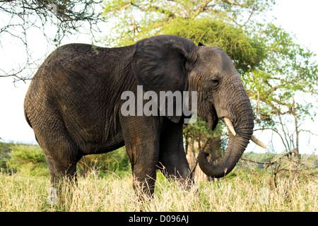 Elefante, Parco Nazionale di Tarangire e, Tanzania Africa Foto Stock