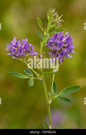 Erba medica (Medicago sativa ssp. sativa) in fiore, close-up. Diffuso raccolto di foraggio. Foto Stock