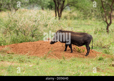 Warthog con suinetti, Parco Nazionale di Tarangire e, Tanzania Africa Foto Stock