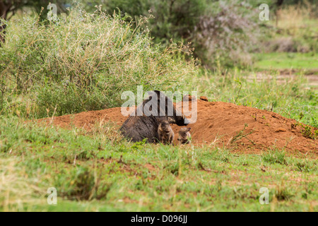 Warthog con suinetti, Parco Nazionale di Tarangire e, Tanzania Africa Foto Stock