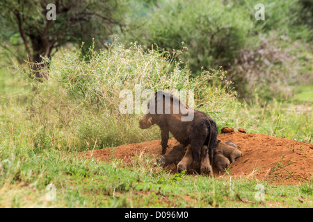 Warthog con suinetti, Parco Nazionale di Tarangire e, Tanzania Africa Foto Stock