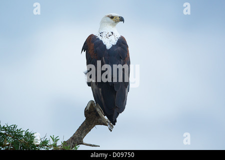 African Fish Eagle - Haliaeetus vocifer Mikumi National Park . Sud della Tanzania. Africa Foto Stock