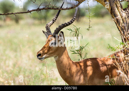 Impala antilope, Parco Nazionale di Tarangire e, Tanzania Africa Foto Stock