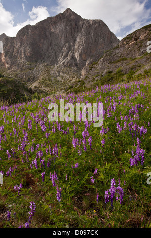 Fine-lasciarono la veccia (Vicia tenuifolia) nelle Alpi Marittime, Francia, Europa Foto Stock