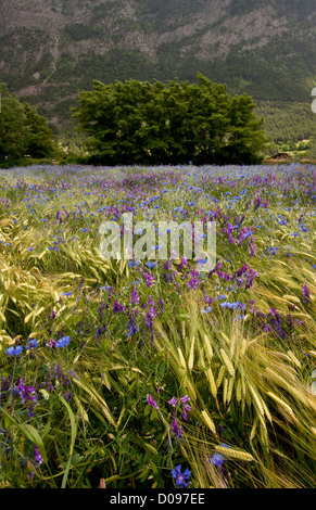 Campo di grano pieno di erbacce di seminativi, specialmente Cornflowers e vecce, nei pressi di Gap, il sud della Francia, Europa Foto Stock