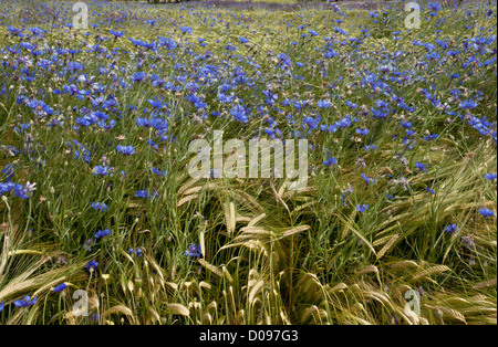 Campo di grano pieno di erbacce di seminativi, specialmente Cornflowers (Centaurea cyanus) nei pressi di Gap, il sud della Francia, Europa Foto Stock