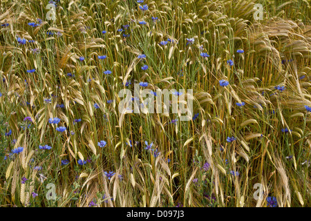 Campo di grano pieno di erbacce di seminativi, specialmente Cornflowers e vecce; nei pressi di Gap, il sud della Francia. Foto Stock