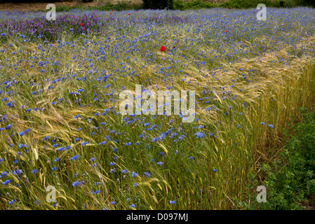 Campo di grano pieno di erbacce di seminativi, specialmente Cornflowers (Centaurea cyanus) nei pressi di Gap, il sud della Francia, Europa Foto Stock