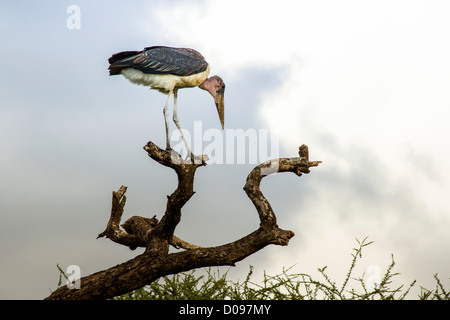 Marabou Stork, Parco Nazionale di Tarangire e, Tanzania Africa Foto Stock