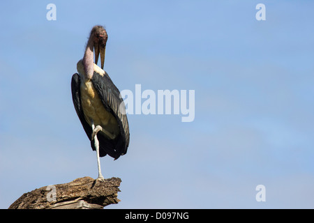 Marabou Stork, Parco Nazionale di Tarangire e, Tanzania Africa Foto Stock