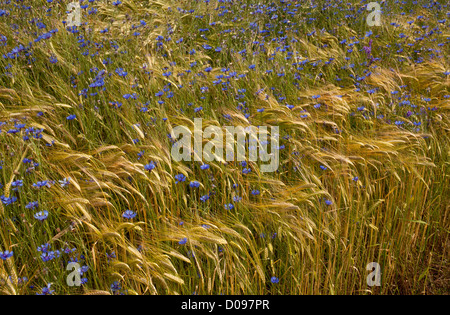 Campo di grano pieno di erbacce di seminativi, specialmente Cornflowers (Centaurea cyanus) nei pressi di Gap, il sud della Francia, Europa Foto Stock