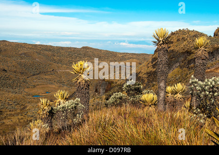 Paesaggio in Nevado del Ruiz con vari espeletia piante. Foto Stock