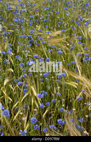 Campo di grano pieno di erbacce di seminativi, specialmente Cornflowers (Centaurea cyanus) nei pressi di Gap, il sud della Francia, Europa Foto Stock