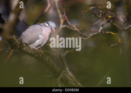 Woodpigeon (Columba palumbus), l'Estonia, l'Europa. Foto Stock