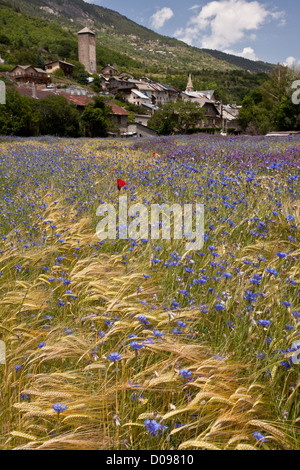 Campo di grano pieno di erbacce di seminativi, specialmente Cornflowers e vecce, nei pressi di Gap, il sud della Francia, Europa Foto Stock