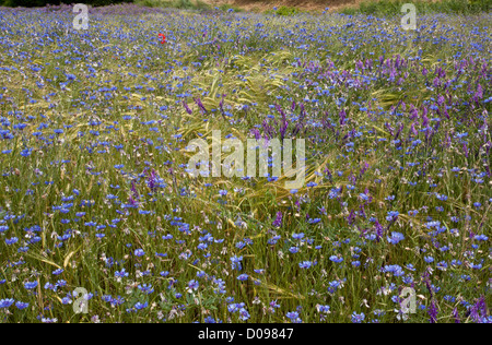 Campo di grano pieno di erbacce di seminativi, specialmente Cornflowers e vecce, nei pressi di Gap, il sud della Francia, Europa Foto Stock