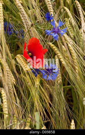 Campo di papavero (Papaver rhoeas) e cornflowers (Centaurea cyanus) in wheatfield, close-up Foto Stock