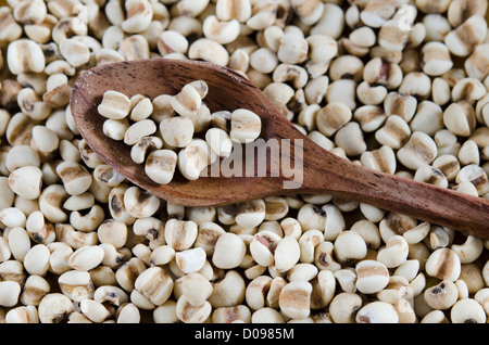 Il cinese di orzo perlato sul cucchiaio , i tears sfondo Foto Stock