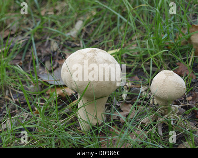 Pestello puffball / Lycoperdon excipuliforme / Beutel-Stäubling Foto Stock