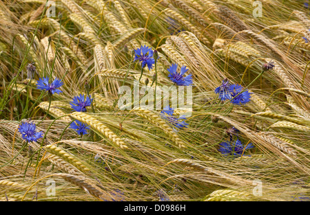 Campo di grano pieno di erbacce di seminativi, specialmente Cornflowers (Centaurea cyanus) nei pressi di Gap, il sud della Francia, Europa Foto Stock