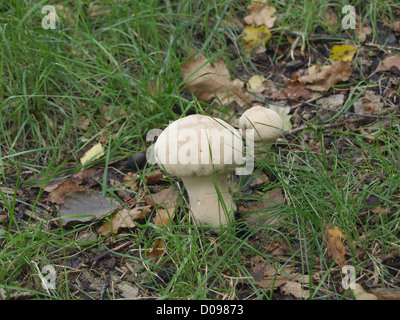 Pestello puffball / Lycoperdon excipuliforme / Beutel-Stäubling Foto Stock