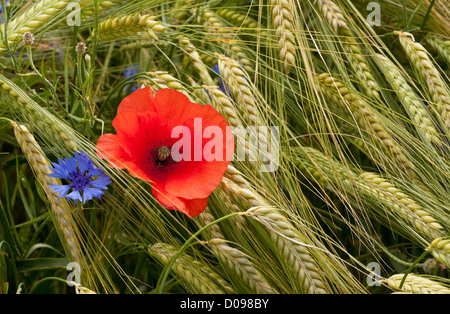 Campo di papavero (Papaver rhoeas) e cornflowers (Centaurea cyanus) in wheatfield, close-up Foto Stock