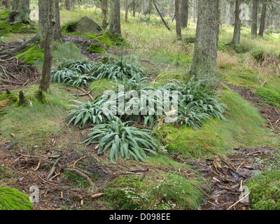 Cervo / felce Blechnum spicant / Rippenfarn Foto Stock