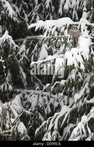 Wild Northern Hawk Owl appollaiato sulla coperta di neve abete. Europa Foto Stock