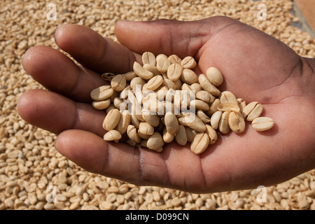 Selezione di chicchi di caffè ESSICCAZIONE IN SUN PRIMA DI TOSTATURA CRAIGHTON produttore immobiliari montagne blu il caffè più costoso di caffè Foto Stock