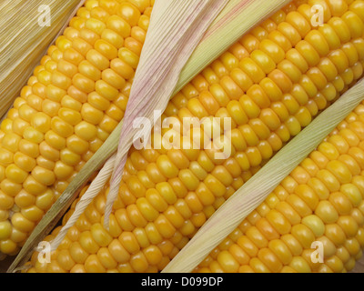 Le pannocchie di granoturco / Maiskolben Foto Stock